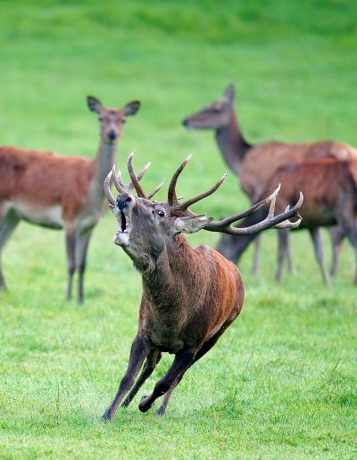 GESTION-CINEGETICA-CACERES-BUENAVENTURA-PLASENCIA-7