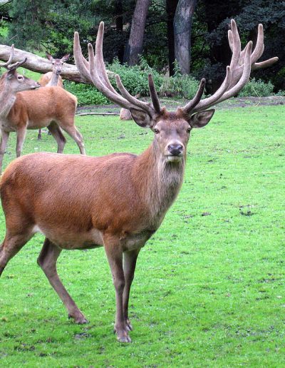 Rothirsch_-_Cervus_elaphus_-_Dortmund-Zoo